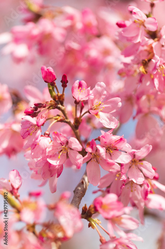 Flowering white sakura in spring.