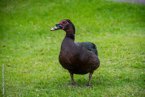 Exotic black Duck in a park  black duck in a zoo. Exotic goose in farm