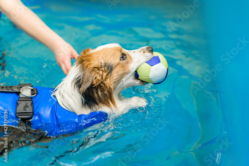 dog swims in the dog pool