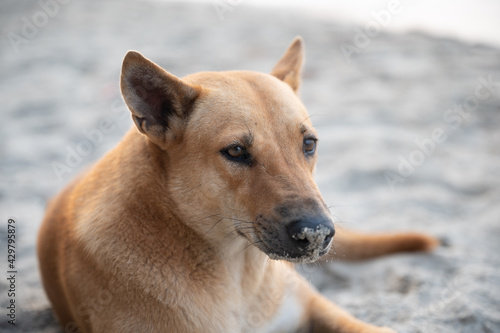sleepy pet dog on the sea sand beach at summer in vacation time, freedom animal in nature, happy to sleep in tropical beach ocean, puppy dog cute in holiday