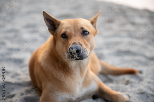 sleepy pet dog on the sea sand beach at summer in vacation time, freedom animal in nature, happy to sleep in tropical beach ocean, puppy dog cute in holiday © chokniti