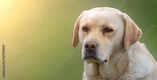 Sad labrador retriever on a green blurred background. Bright sun and copy space to insert text.
