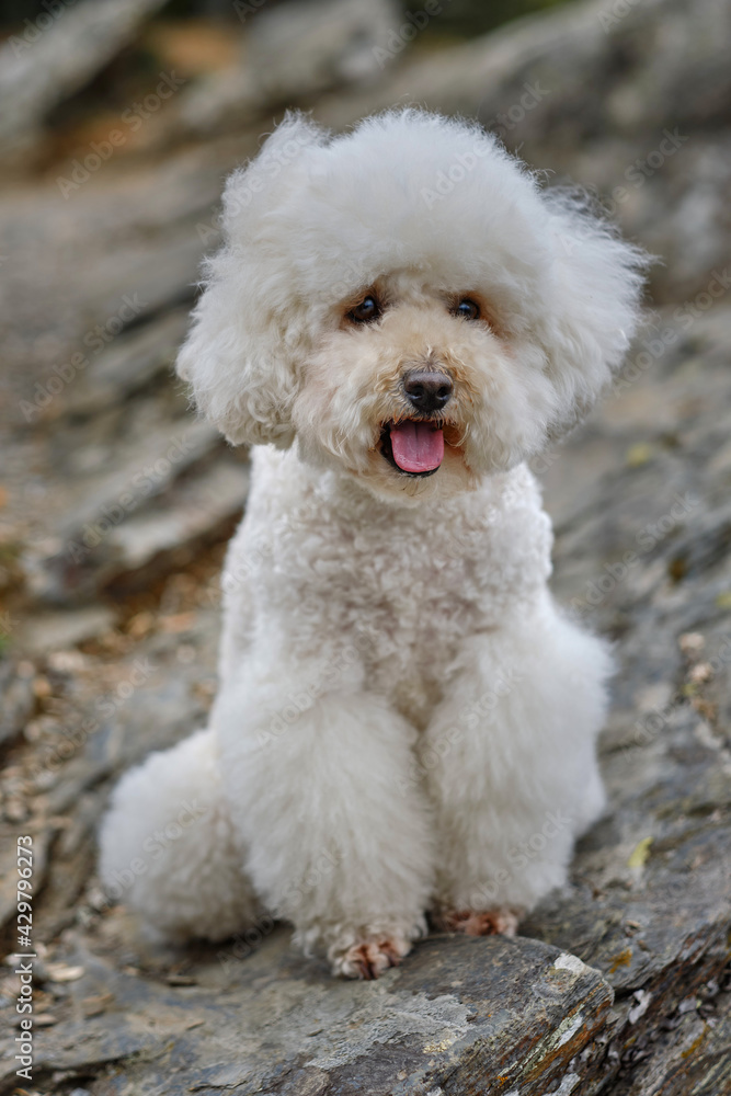 white poodle sitting on a mountain top