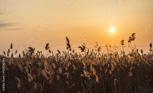 reed grass on sunset sunrise 