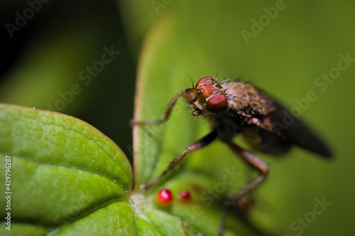 Fly sitting on a Leaf looking up © Tobias Kempf