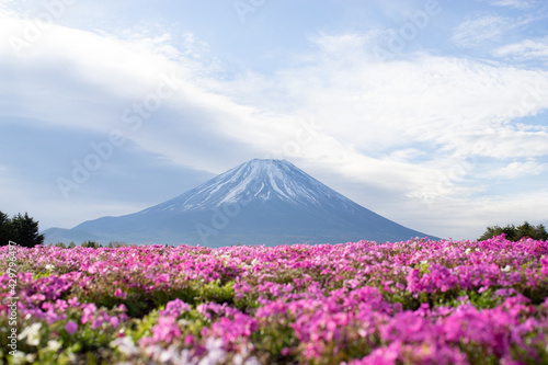富士山と芝桜 © matsui web works