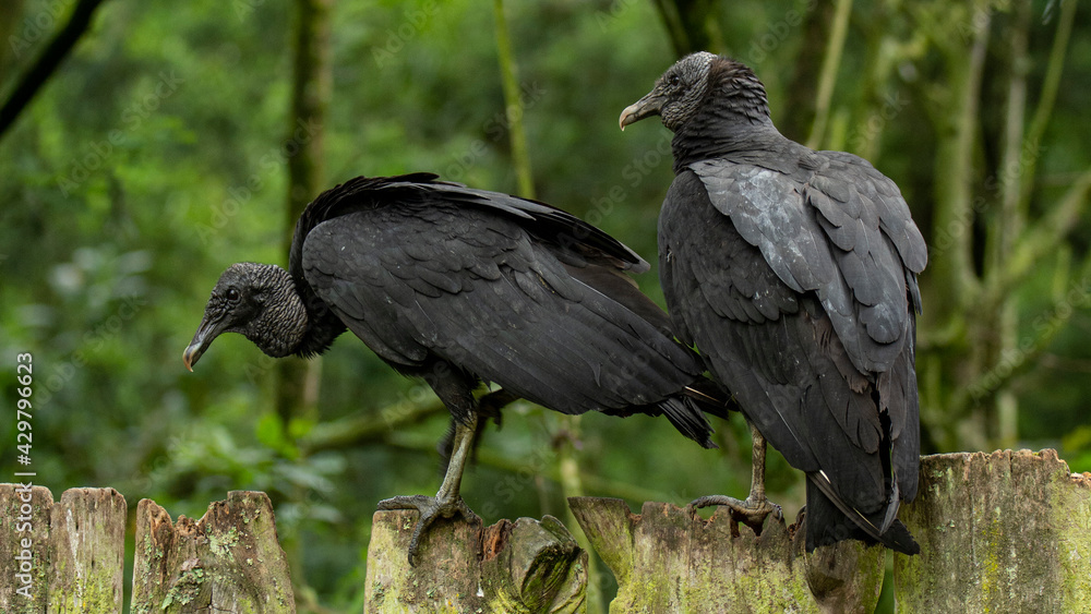 Fototapeta premium black vulture coragyps atratus