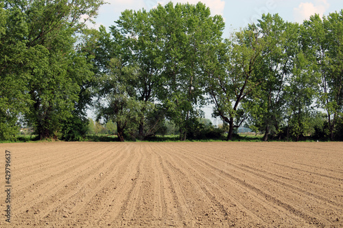 Terra arata con filare di alberi photo