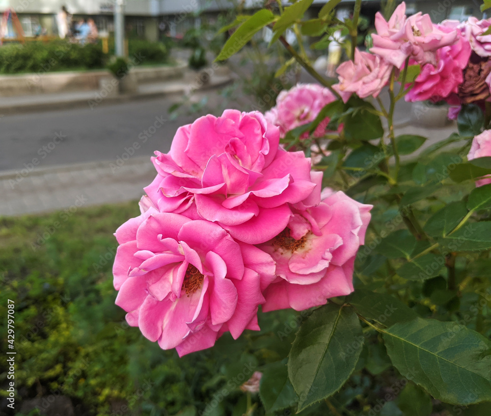 Garden rose shrub in bloom with pink flowers on a summer day Garden rose shrub in bloom with pink flowers on a summer day