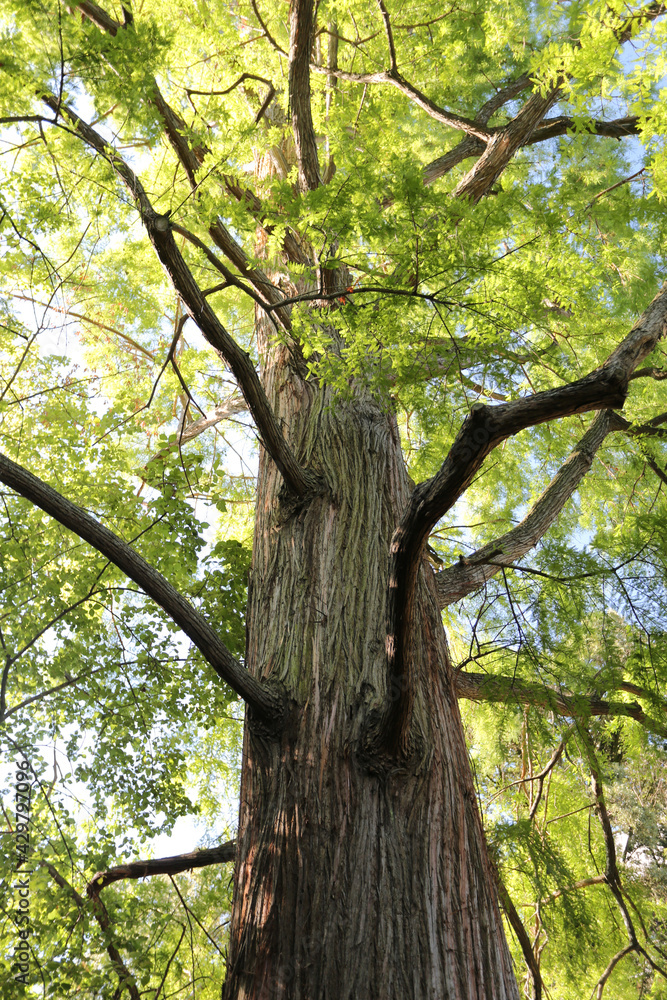 Sprawling branches and vast tree trunk with forest canopy Sprawling branches and vast tree trunk with forest canopy