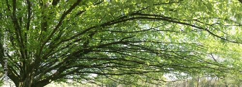 Les arbres au printemps en campagne sur Barré Nevez à Briec Bretagne Cornouailles Finistère France 