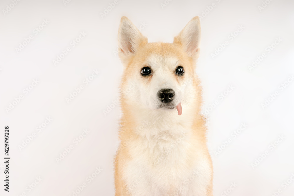 Brown and White Dog Sticking out Tongue Brown and White Dog Sticking out Tongue