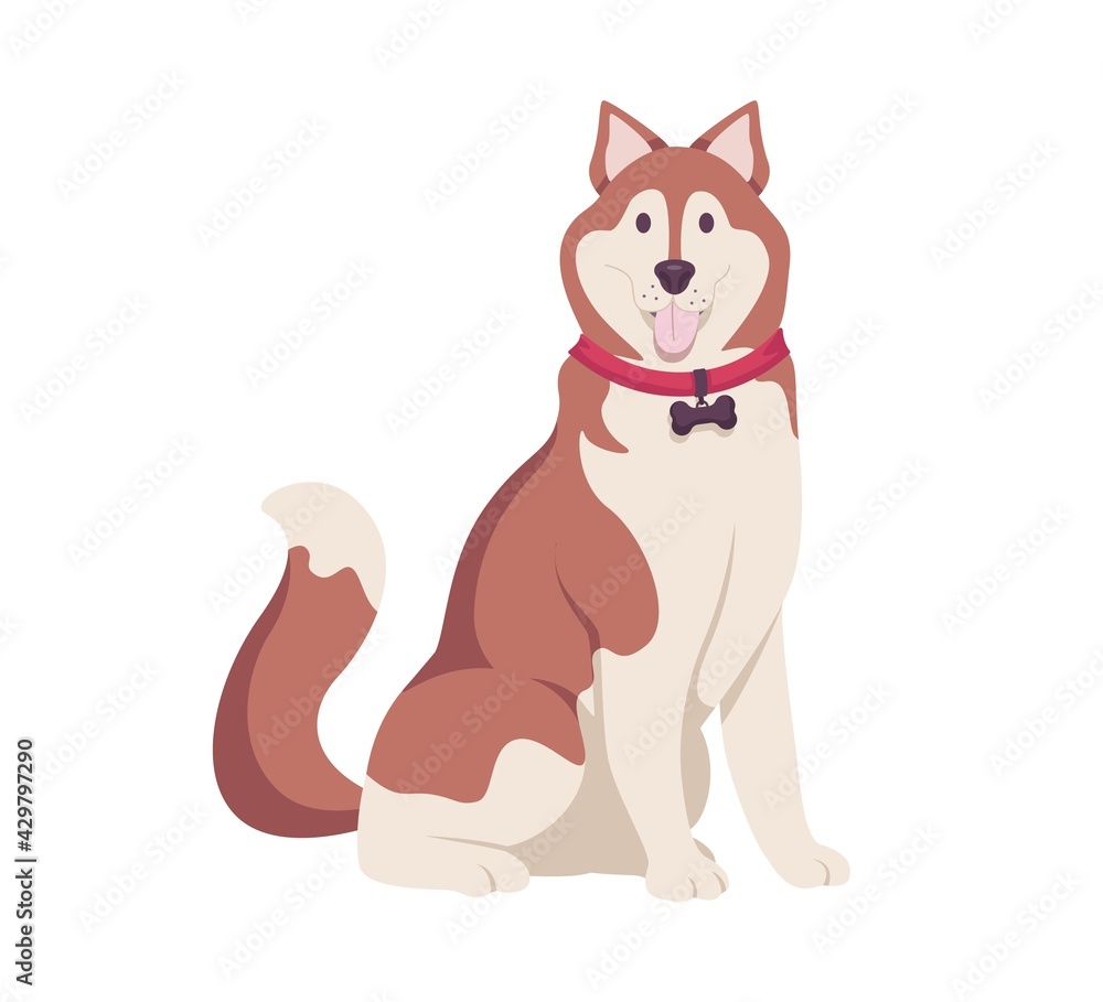 Copper and white dog sitting with tongue out. Husky breed dog, playful and funny pooch with pink collar isolated on white background. Vector illustration.