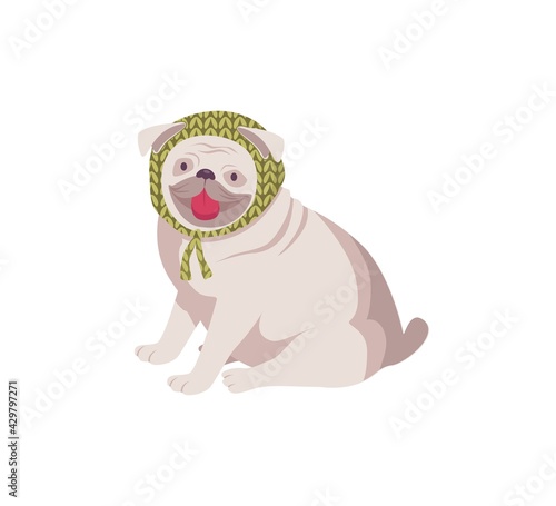 Adorable french bulldog breed wearing knitted green headdress sitting isolated on white background. Friendly gray dog with tongue out. Vector illustration.