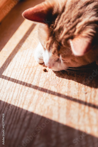 Chat et coccinelle, joli arrière plan vertical photo