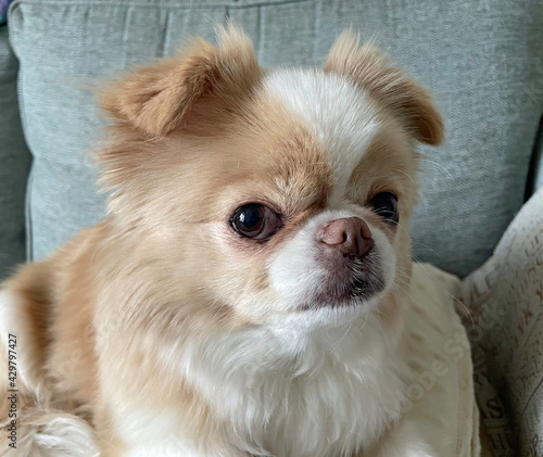 Japanese Chin/Chihuahua dog with a serious expression