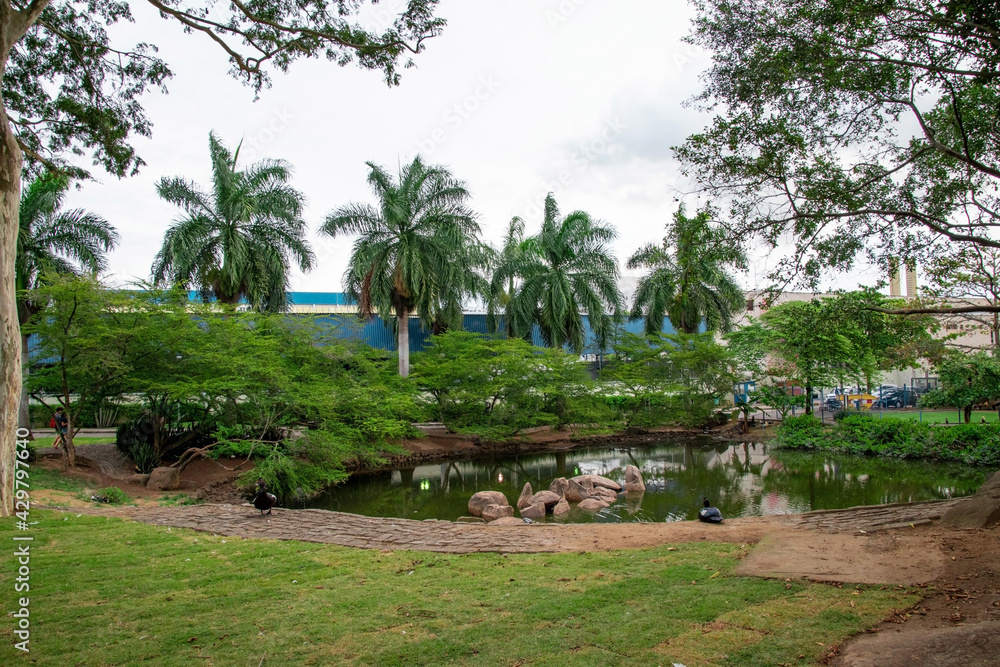 tropical garden with palm trees and a beautiful lagoon