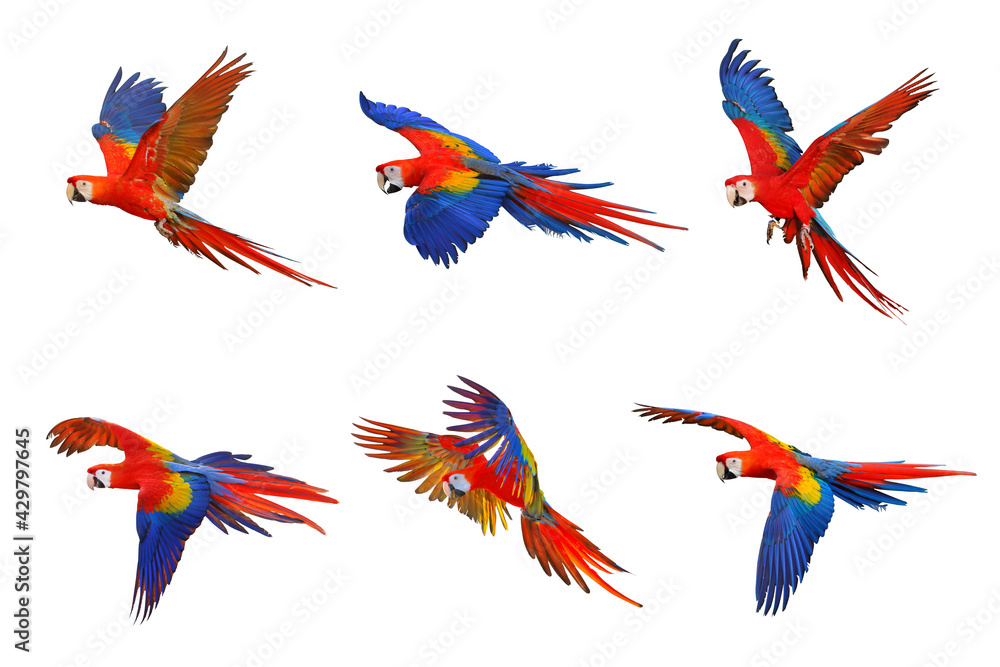Set of scarlet macaw isolated on white.