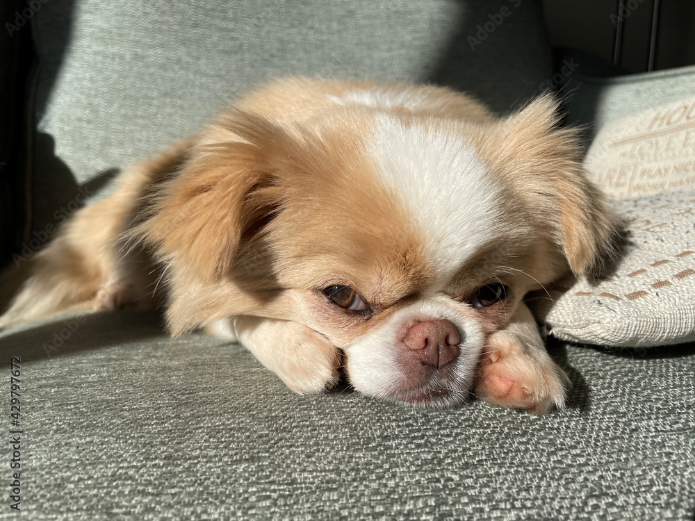 Japanese Chin/Chihuahua dog looking sleepy