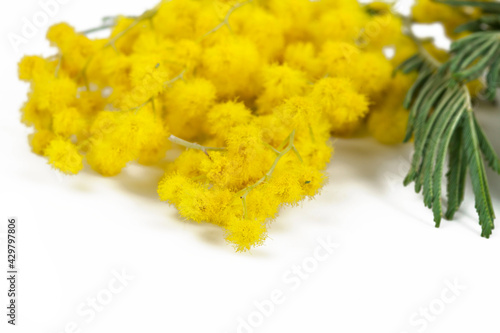Branch of mimosa (acacia) tree with yellow flowers isolated on a white background. Macro photography.