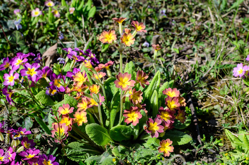 Many vivid pink and yellow flowers of primula plant also known as cowslip or common cowslip primrose in a sunny spring garden, beautiful outdoor floral background.