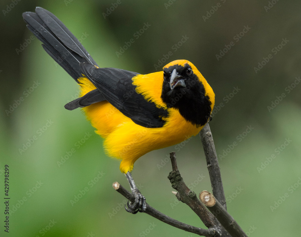 Yellow-backed Oriole Icterus chrysate Photos | Adobe Stock