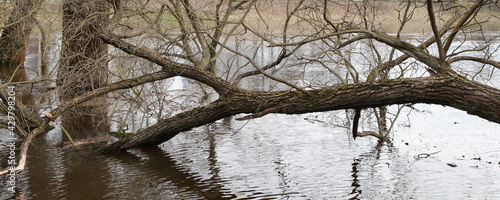 Tela Falled dry tree in the water, spring  inundation in Europe