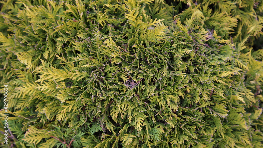 Thuja branches closeup - Evegreen herbal texture for background Thuja branches closeup - Evegreen herbal texture for background