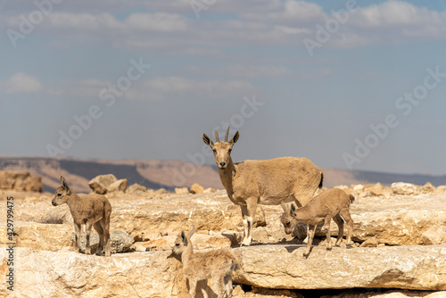 Capra ibex nubiana, Nubian Ibexes family near Mitzpe Ramon. High quality photo