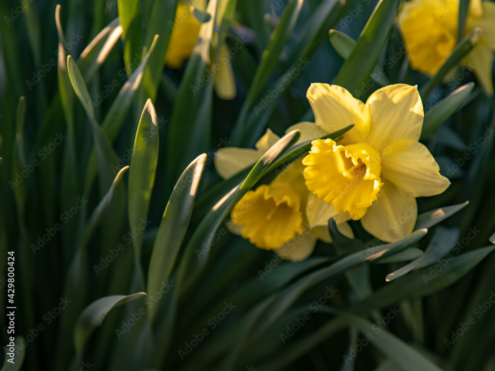 Flowering daffodils in focus in the foreground and blurred in the dark background Flowering daffodils in focus in the foreground and blurred in the dark background