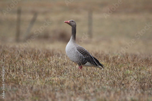 Greylag goose on a field