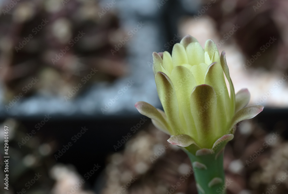 Cactus is a beautiful plant with many colorful flowers. Cactus is a beautiful plant with many colorful flowers.