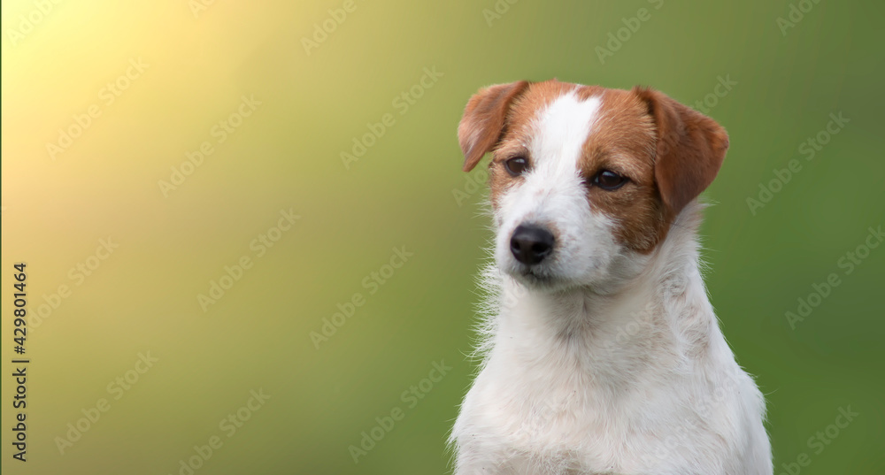 Jack Russell Terrier dog portrait on green blurred nature background and sunlight.