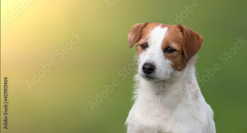 Jack Russell Terrier dog portrait on green blurred nature background and sunlight. © malshak_off