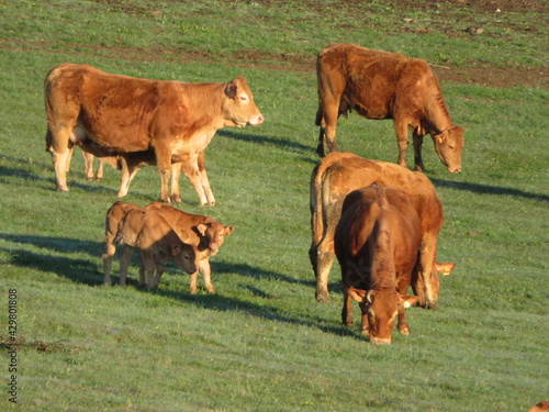 cow cattle animal field meadow calf food