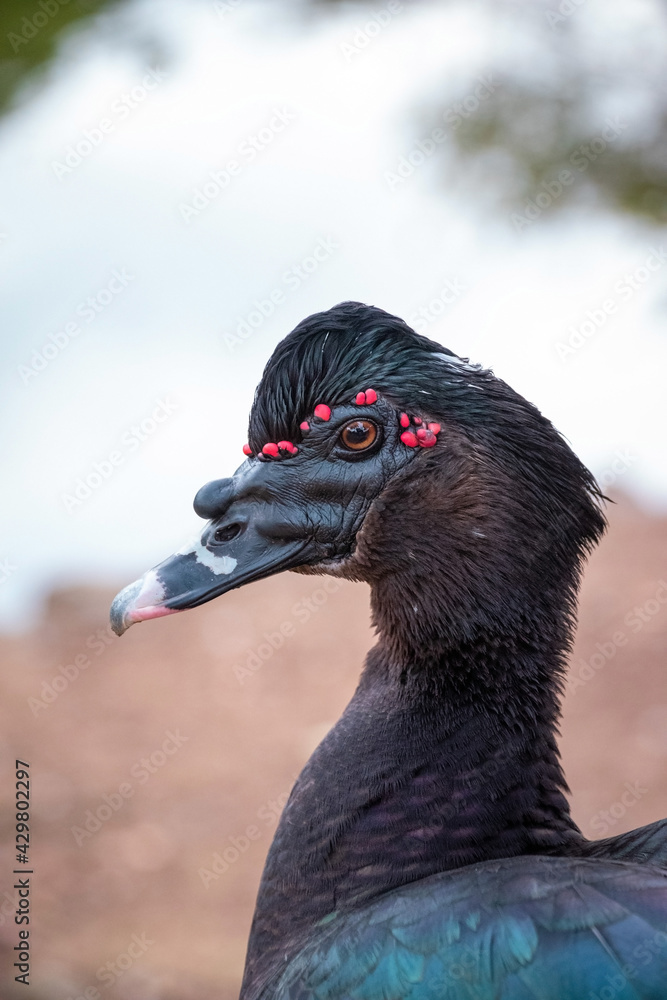 Portrait Exotic black Duck in a park, black duck in a zoo. Exotic goose in farm