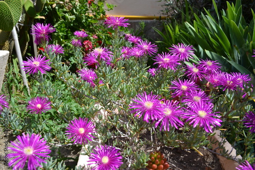 Flores de Primavera 