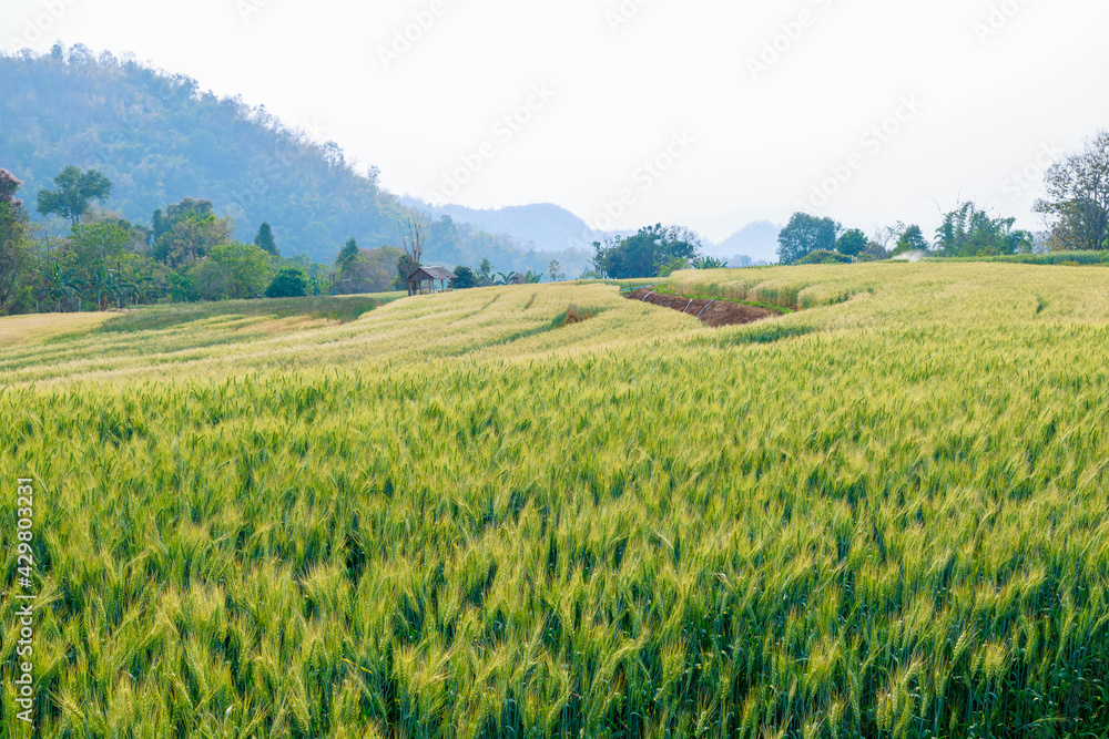 Obraz premium barley fields