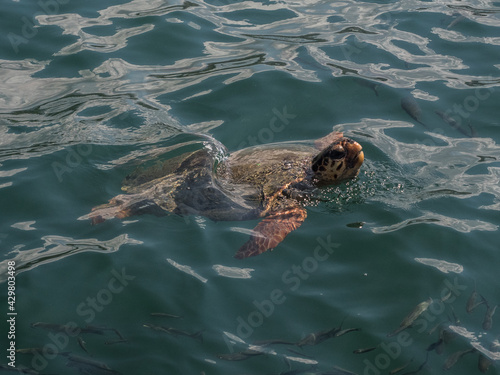 Greece Kefalonia Sea Turtle