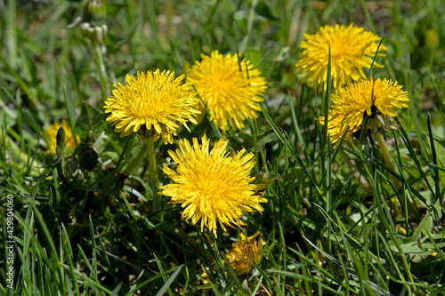 A plant blooming in early spring with yellow flowers called dandelion  which grows commonly on lawns in the city of Bia  ystok in Podlasie in Poland