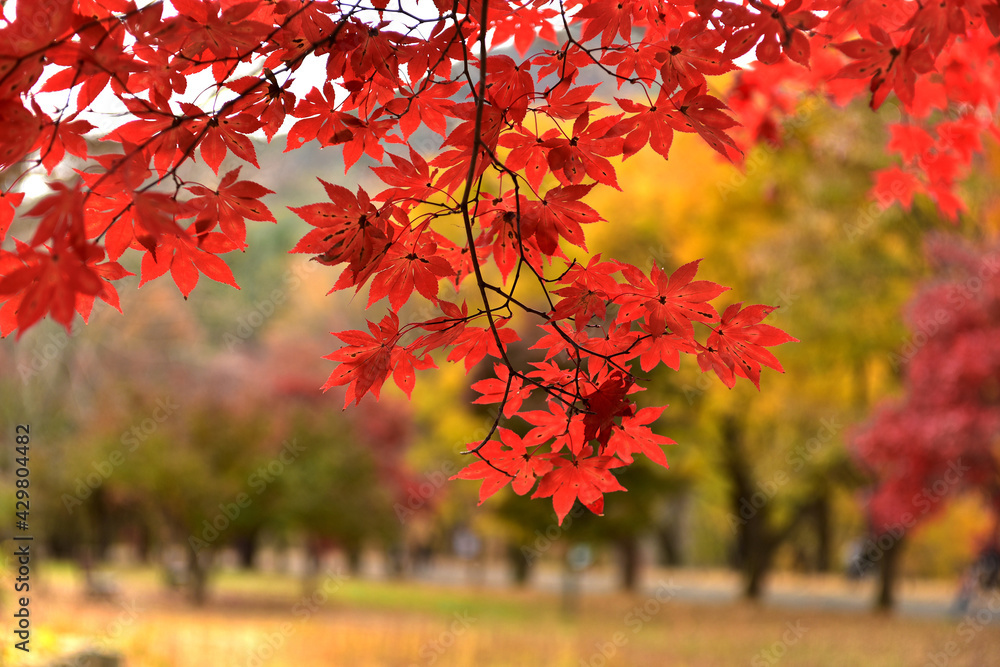 Beautiful autumn scenery in Hwayang-gugok, Korea Beautiful autumn scenery in Hwayang-gugok, Korea