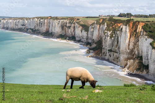 grasendes Schaf vor einer Steilküste mit blauem Meer photo