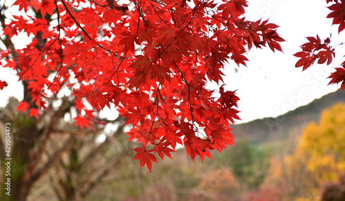 Beautiful autumn scenery in Hwayang-gugok  Korea