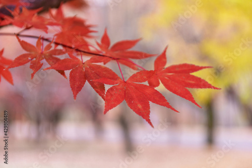 Beautiful autumn scenery in Hwayang-gugok, Korea