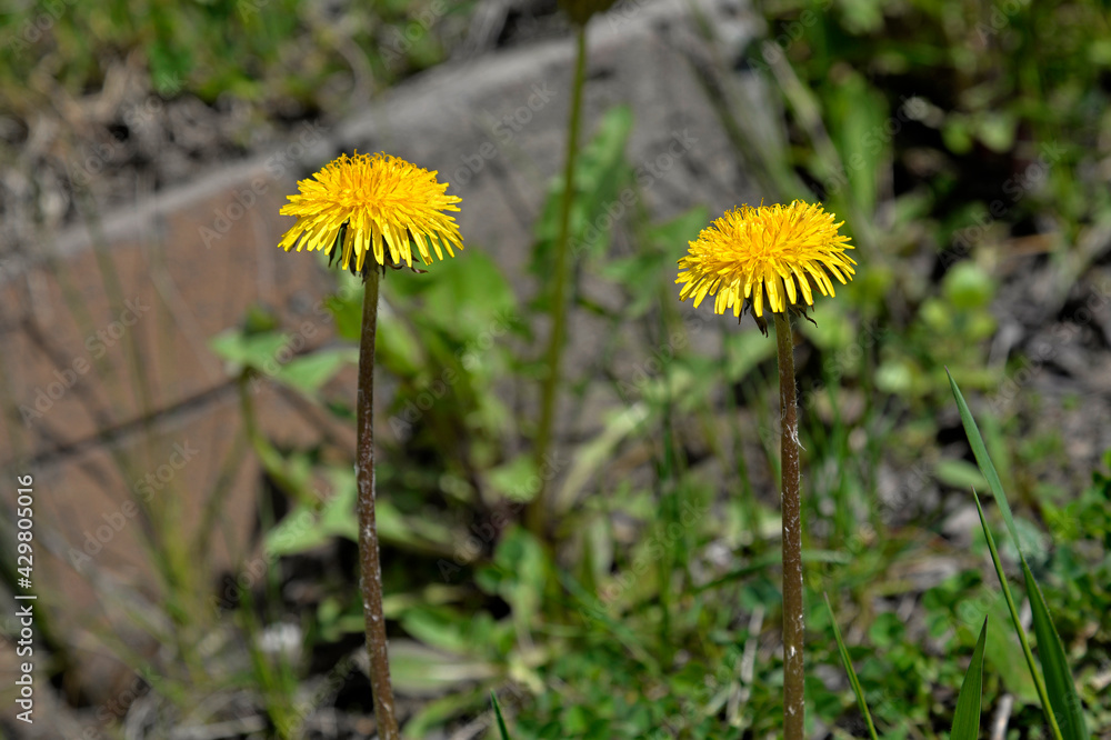 A plant blooming in early spring with yellow flowers called dandelion, which grows commonly on lawns in the city of Białystok in Podlasie in Poland A plant blooming in early spring with yellow flowers called dandelion, which grows commonly on lawns in the city of Białystok in Podlasie in Poland