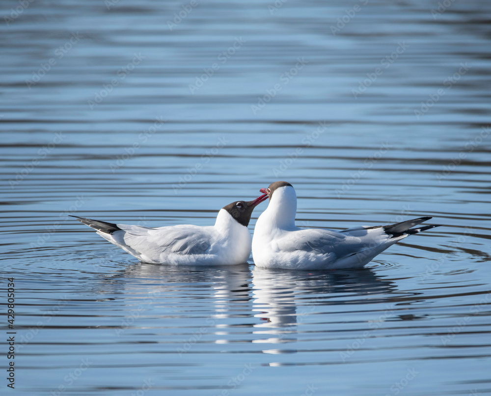 Black-headed gulls perform a mating ritual in a nature preserve in Stockholm Black-headed gulls perform a mating ritual in a nature preserve in Stockholm