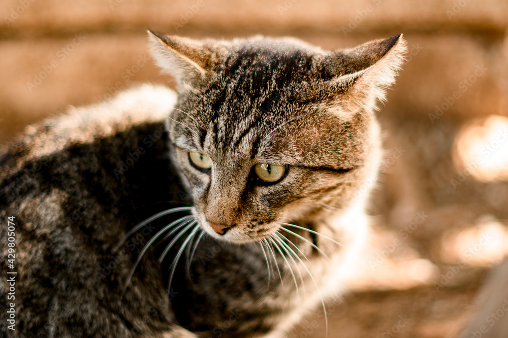 Close-up view of homeless gray tabby cat outdoor looks away.