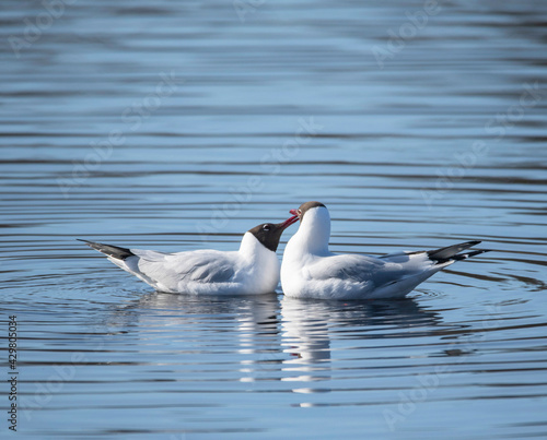 Black-headed gulls perform a mating ritual in a nature preserve in Stockholm