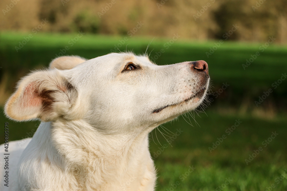 close up head portrait of a mixed breeded dog in the garden close up head portrait of a mixed breeded dog in the garden
