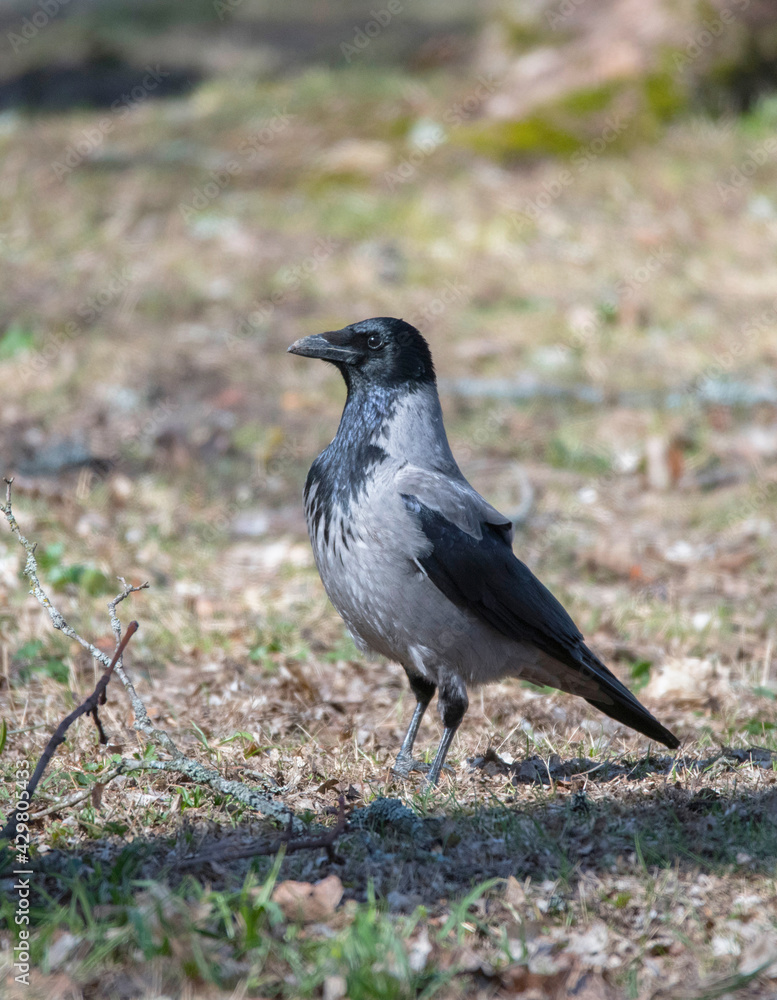 Adult Hooded crow investigating the surrounding area in Stockholm Adult Hooded crow investigating the surrounding area in Stockholm